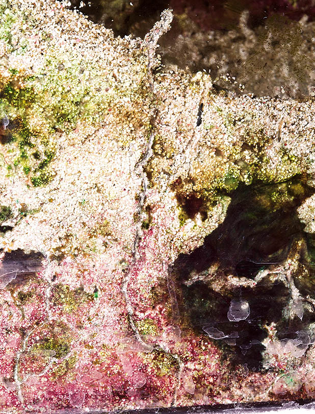 Podłoże z zestarzałego akwarium rafowego zawiera ogromną ilość zakumulowanych fosforanów. Fot. D. Knop 